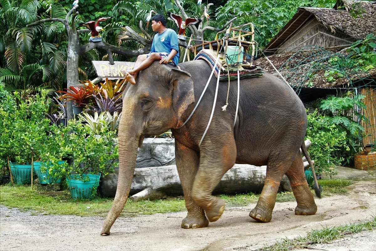 Phuket Safari ECO+
