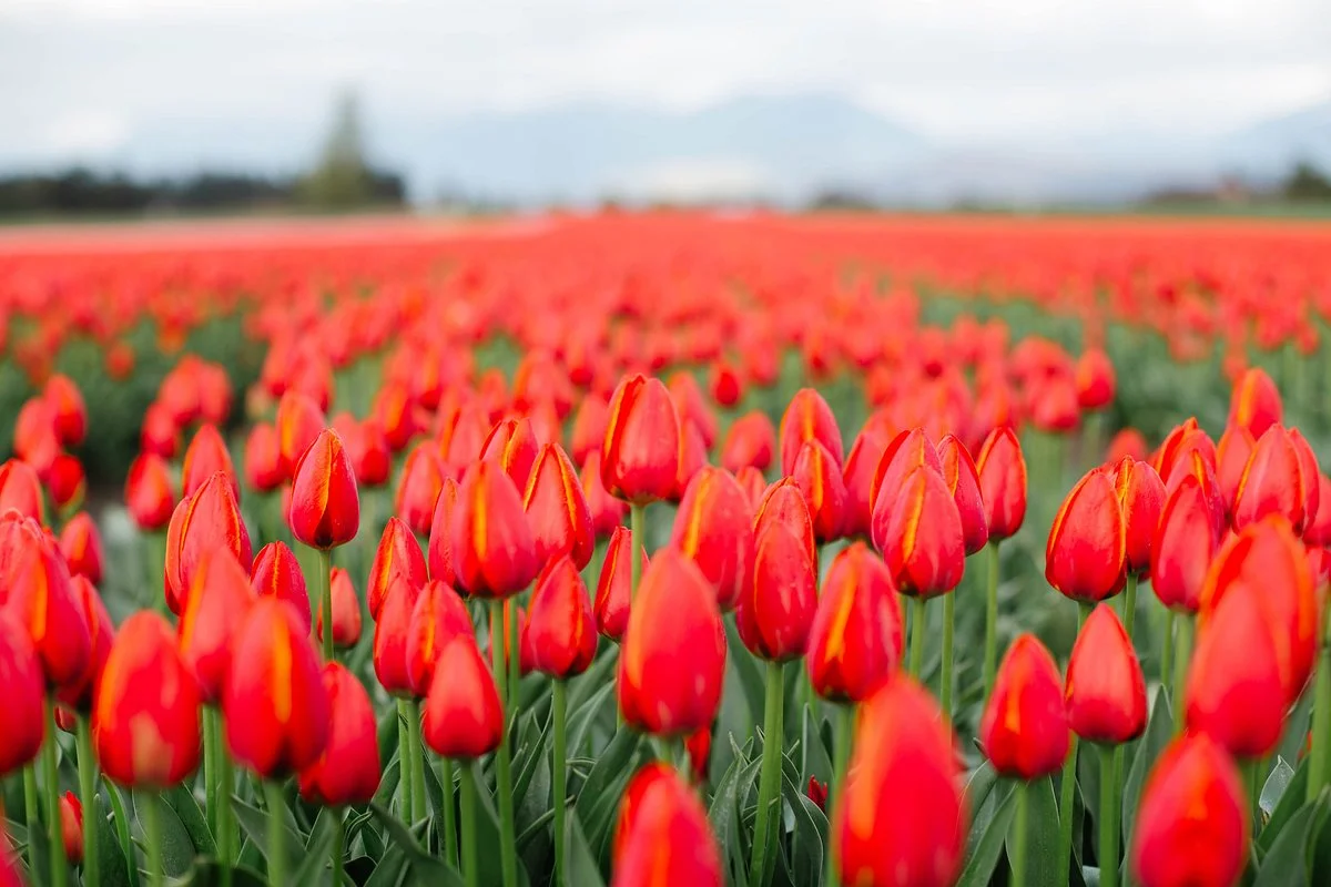 Chilliwack Tulip Festival