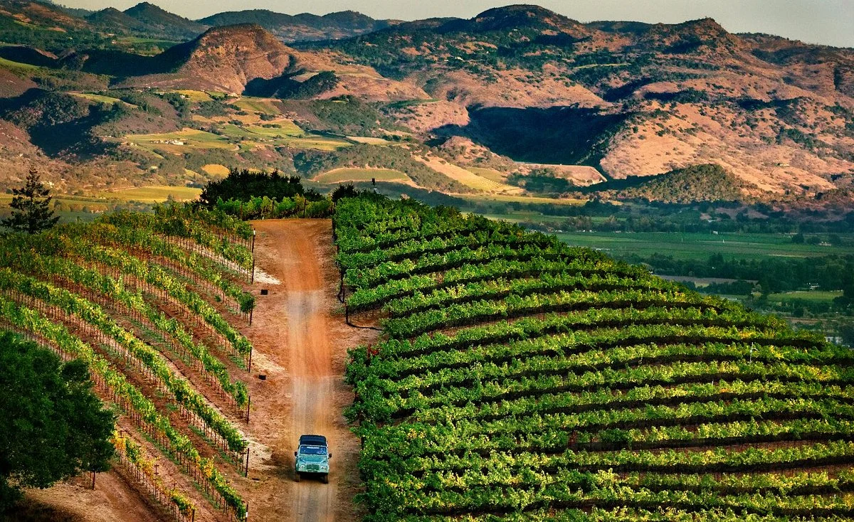 Newton Vineyard