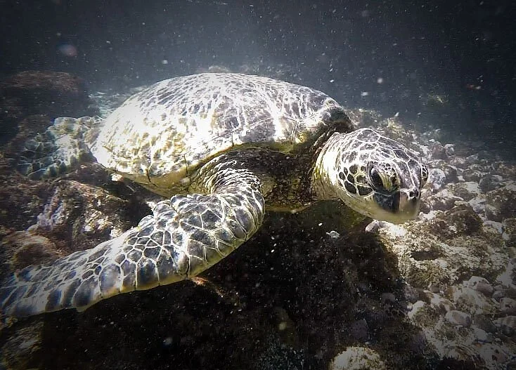 Makena Landing Park