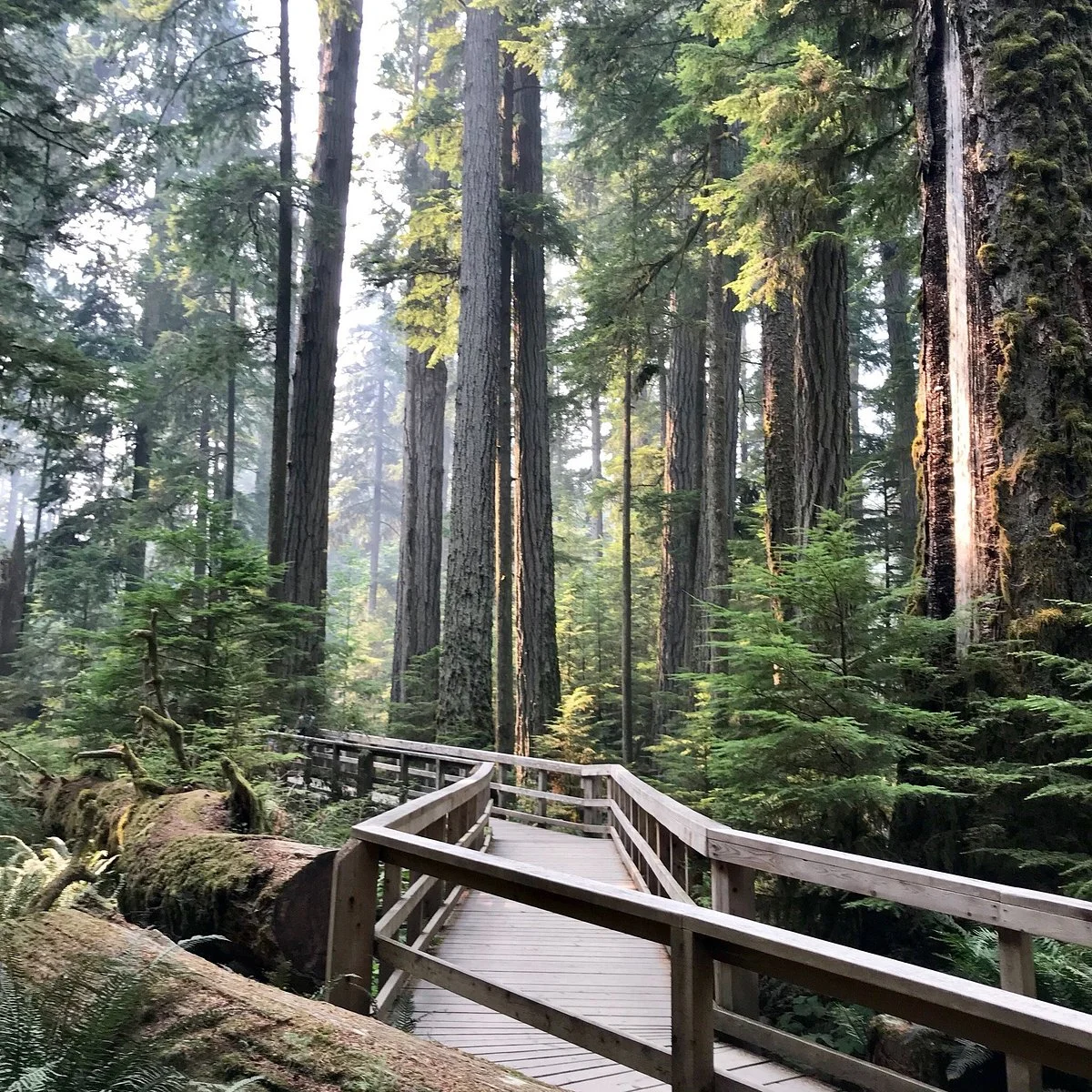 MacMillan Provincial Park