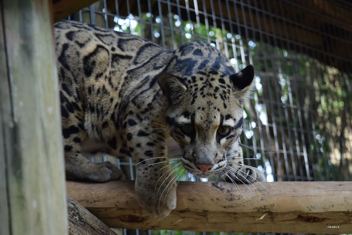 Zoological Wildlife Foundation