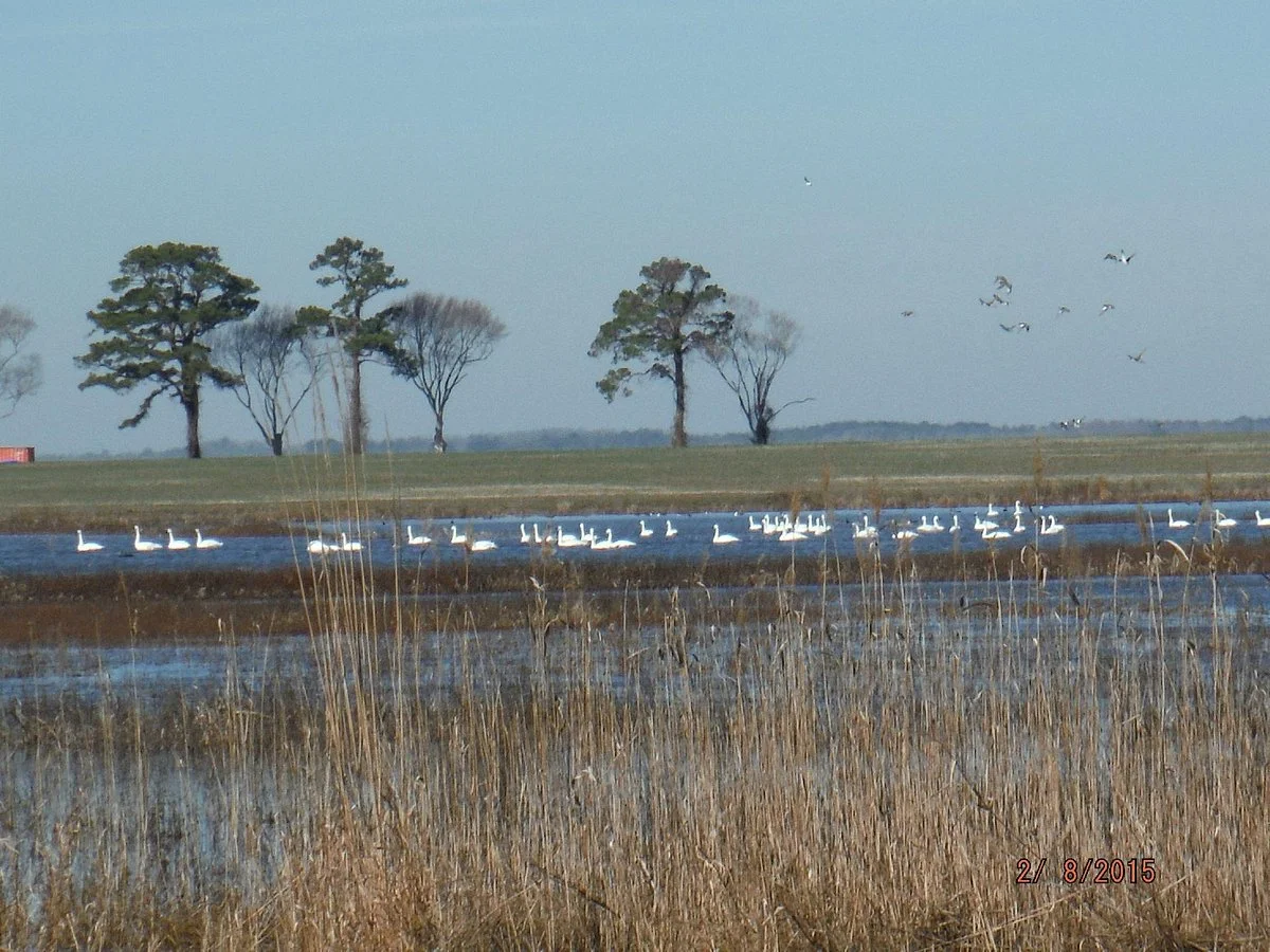 Mackay Island Wildlife Refuge