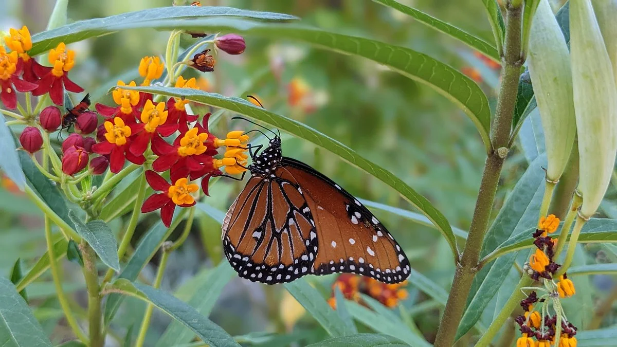 Tucson Botanical Gardens