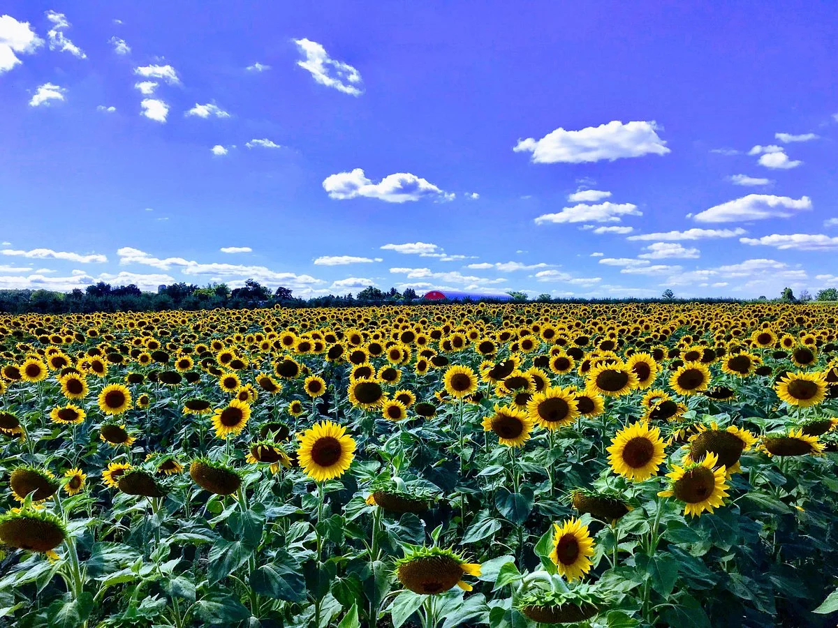 Davis Family Farm
