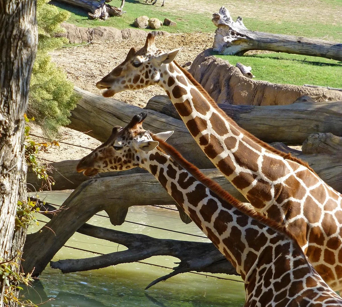 Dallas Zoo