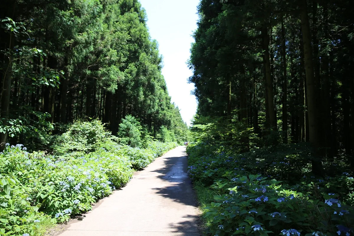 Saryeoni Forest Path