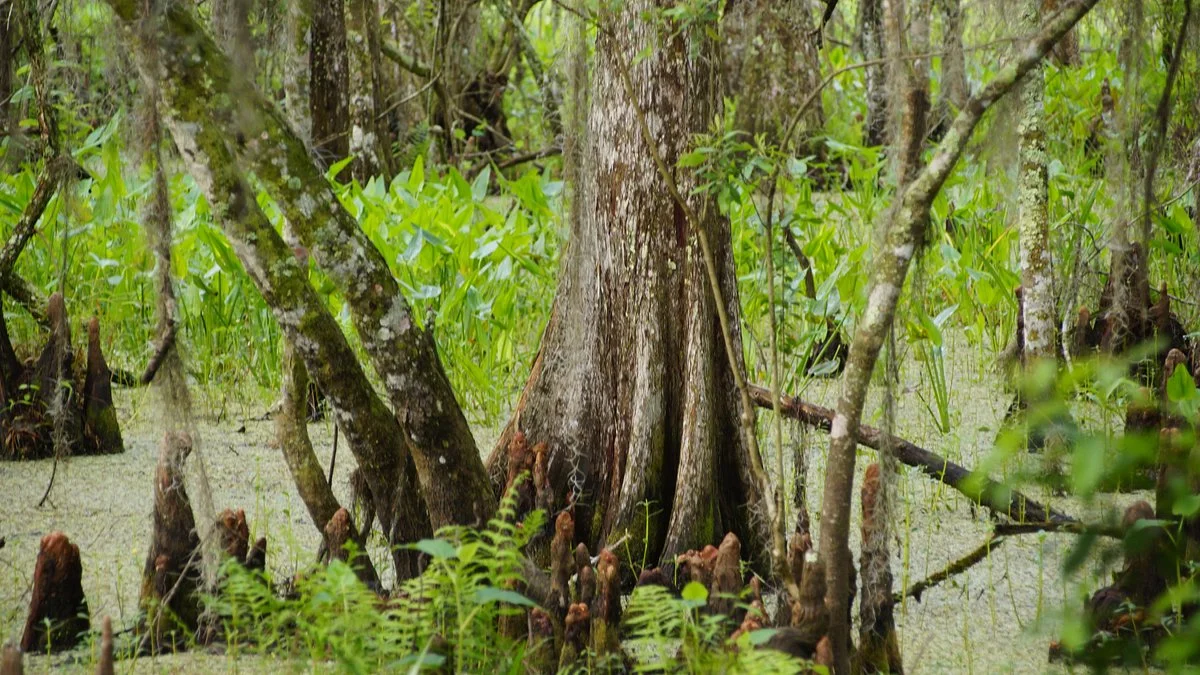 Barataria Preserve
