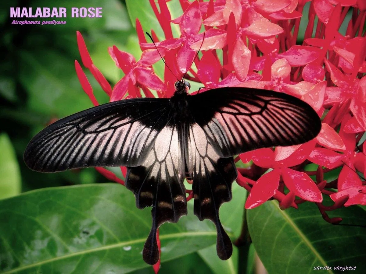 Butterfly Safari Park