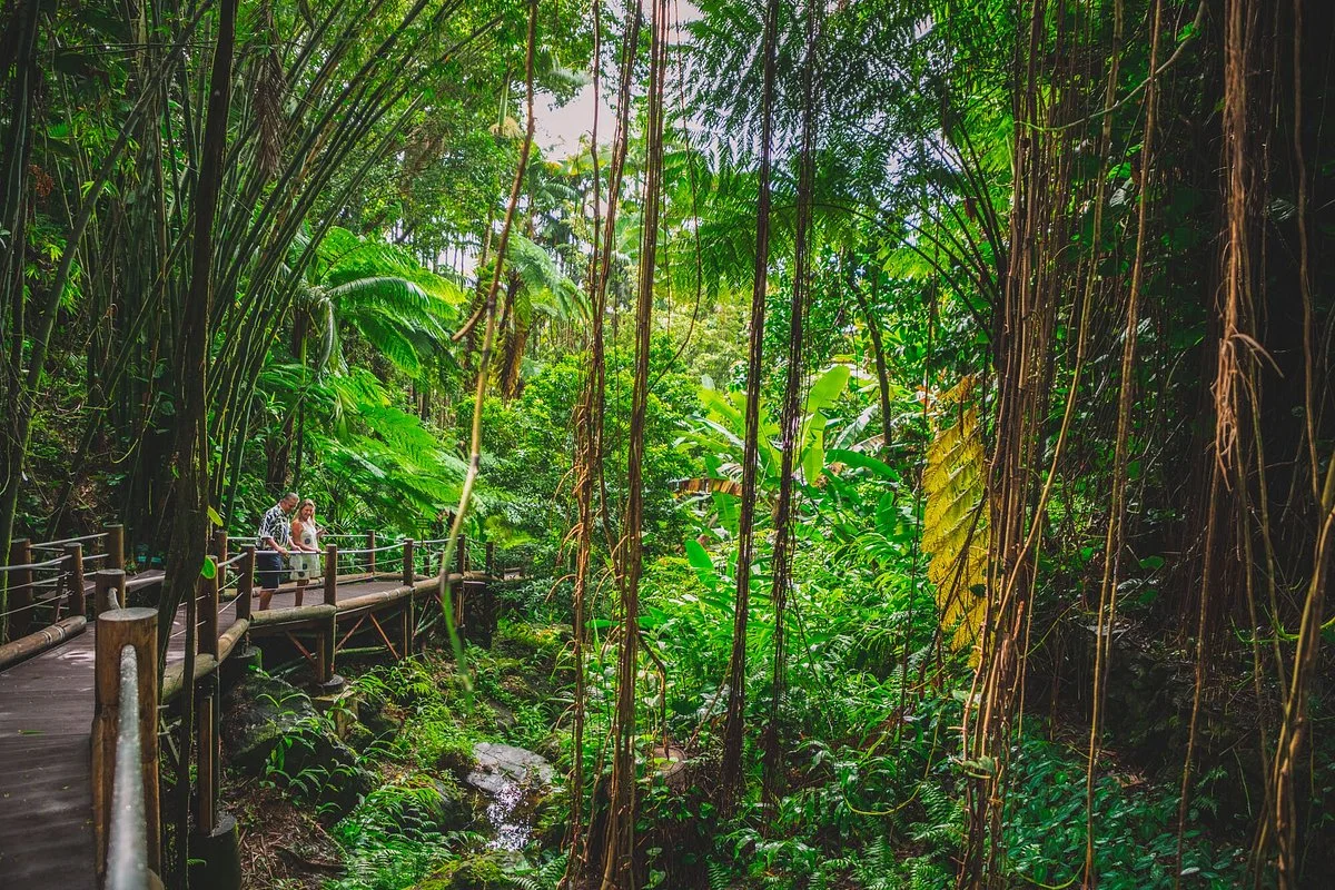 Hawaii Tropical Bioreserve and Garden