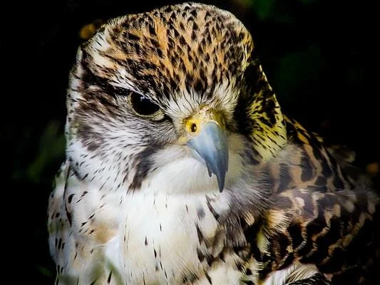 Luray Zoo - A Rescue Zoo