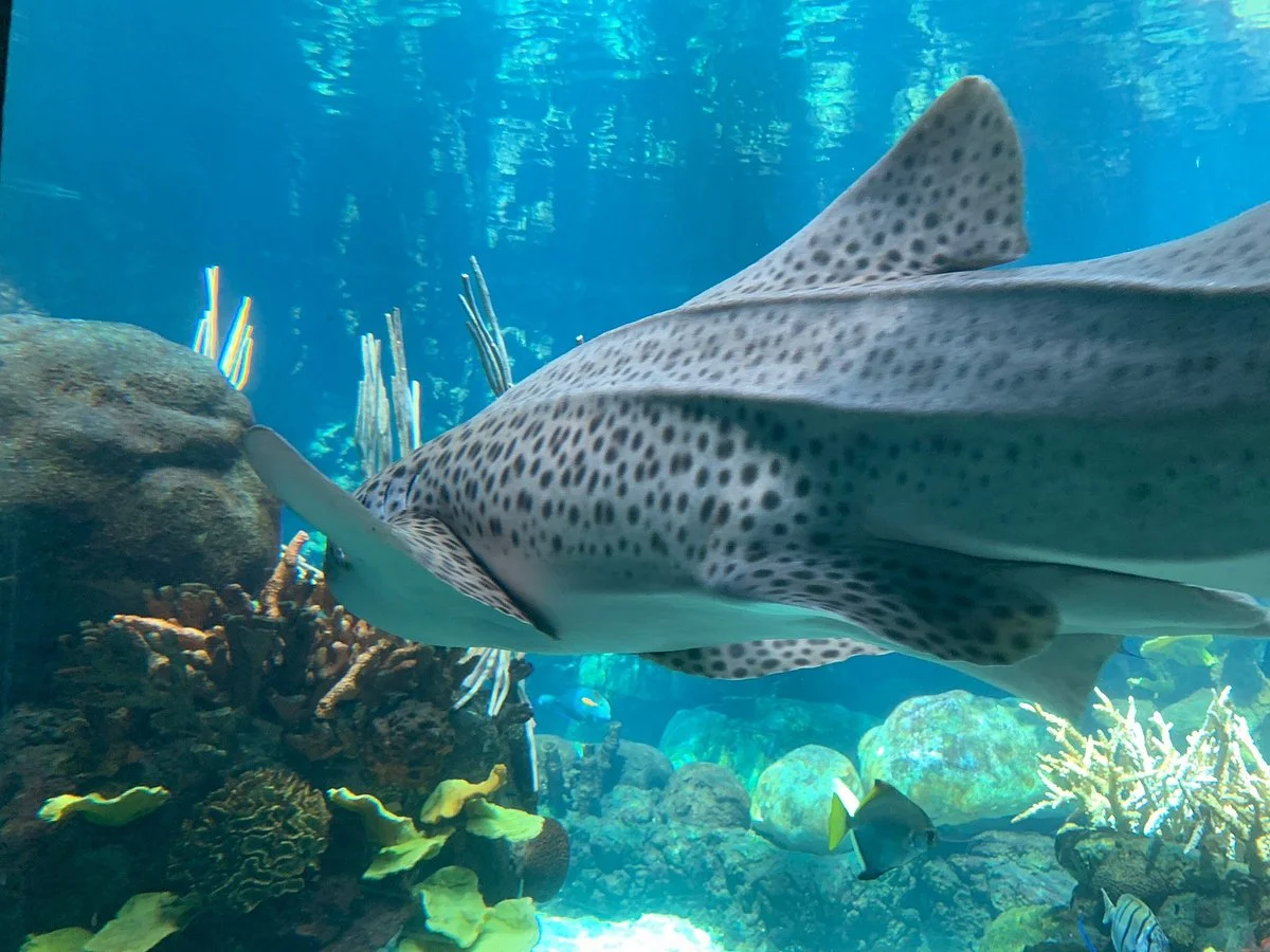 Minnesota Zoo