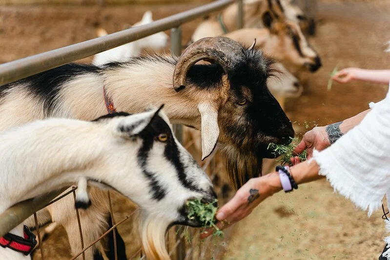 Surfing Goat Dairy