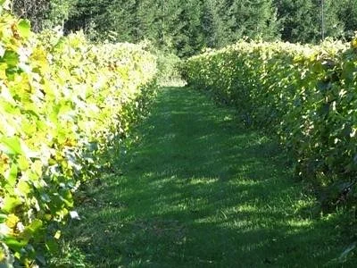 Vignoble Côte De Vaudreuil
