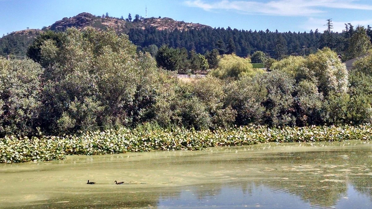 Lochside Regional Trail