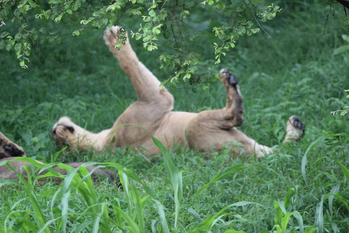 Sakkarbaug Zoological Gardens