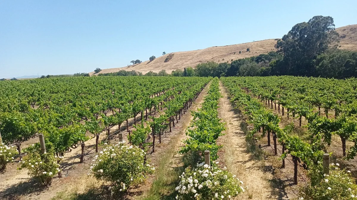 Kieu Hoang Winery