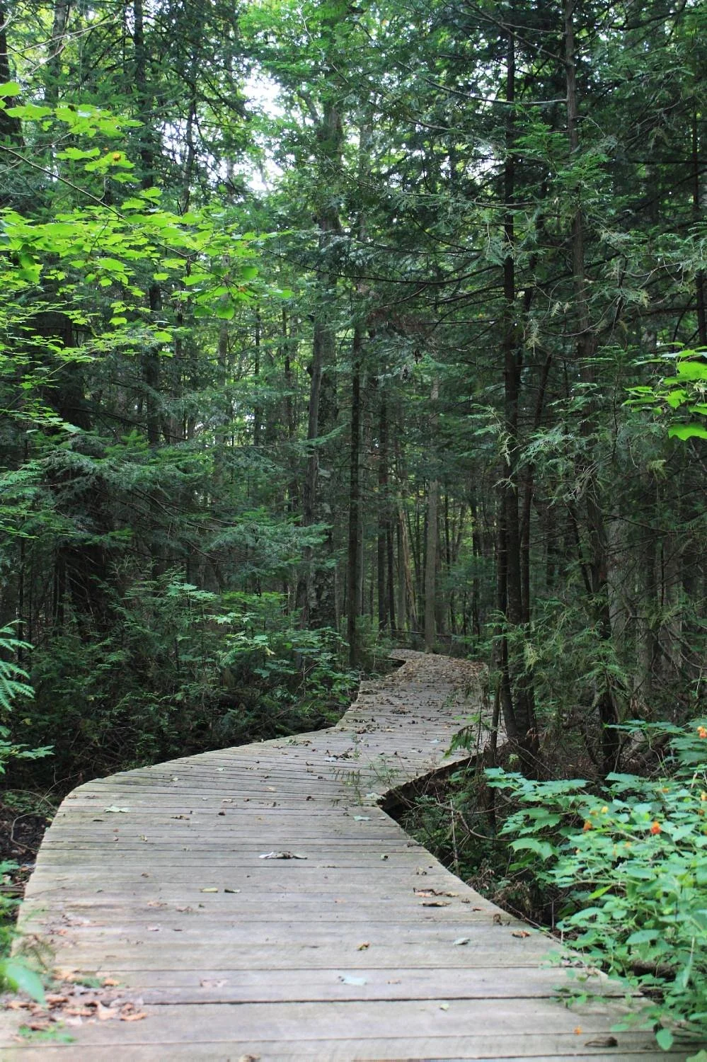 Bruce's Mill Conservation Park
