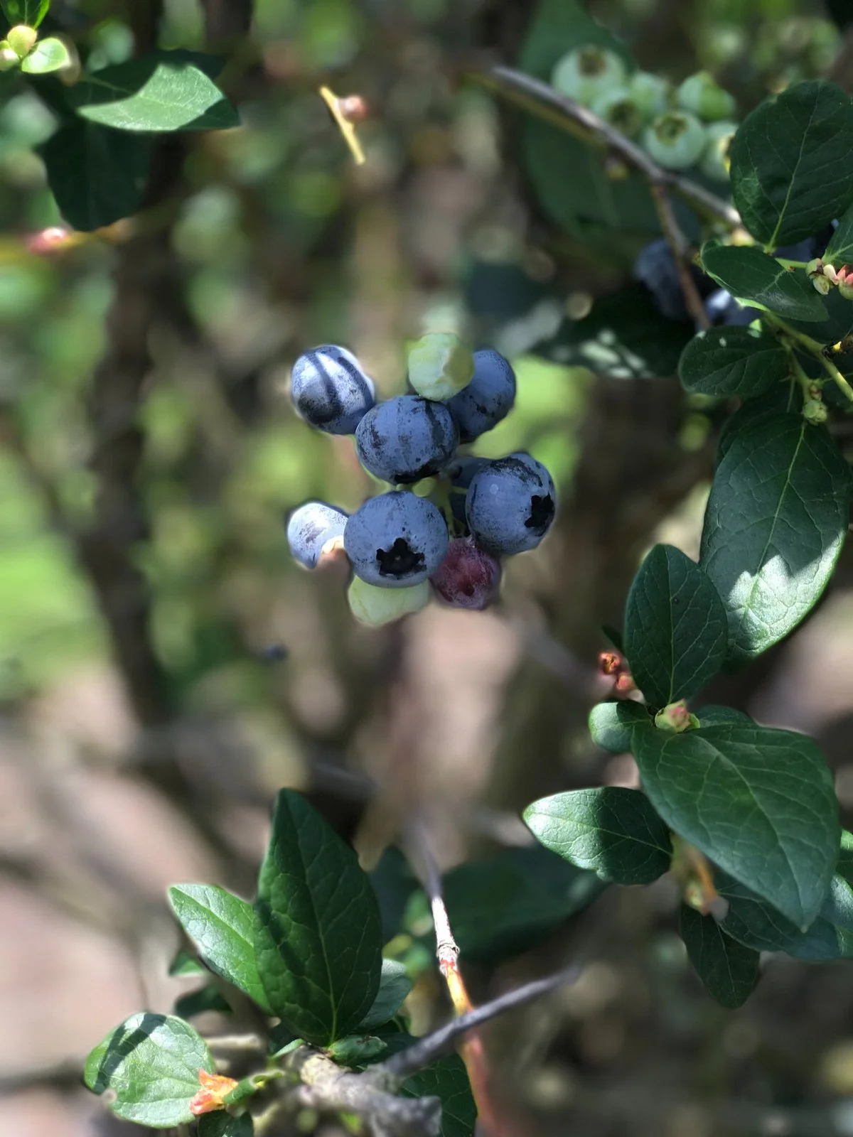 Beck Brothers blueberries U-Pick