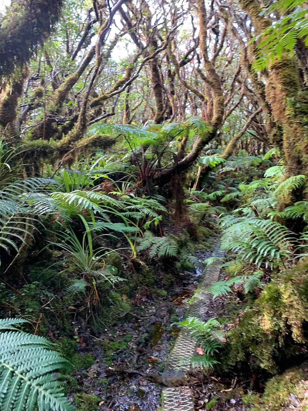 Kamakou Preserve