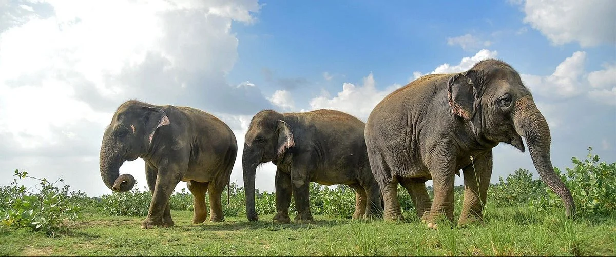 Elephant Conservation & Care Center