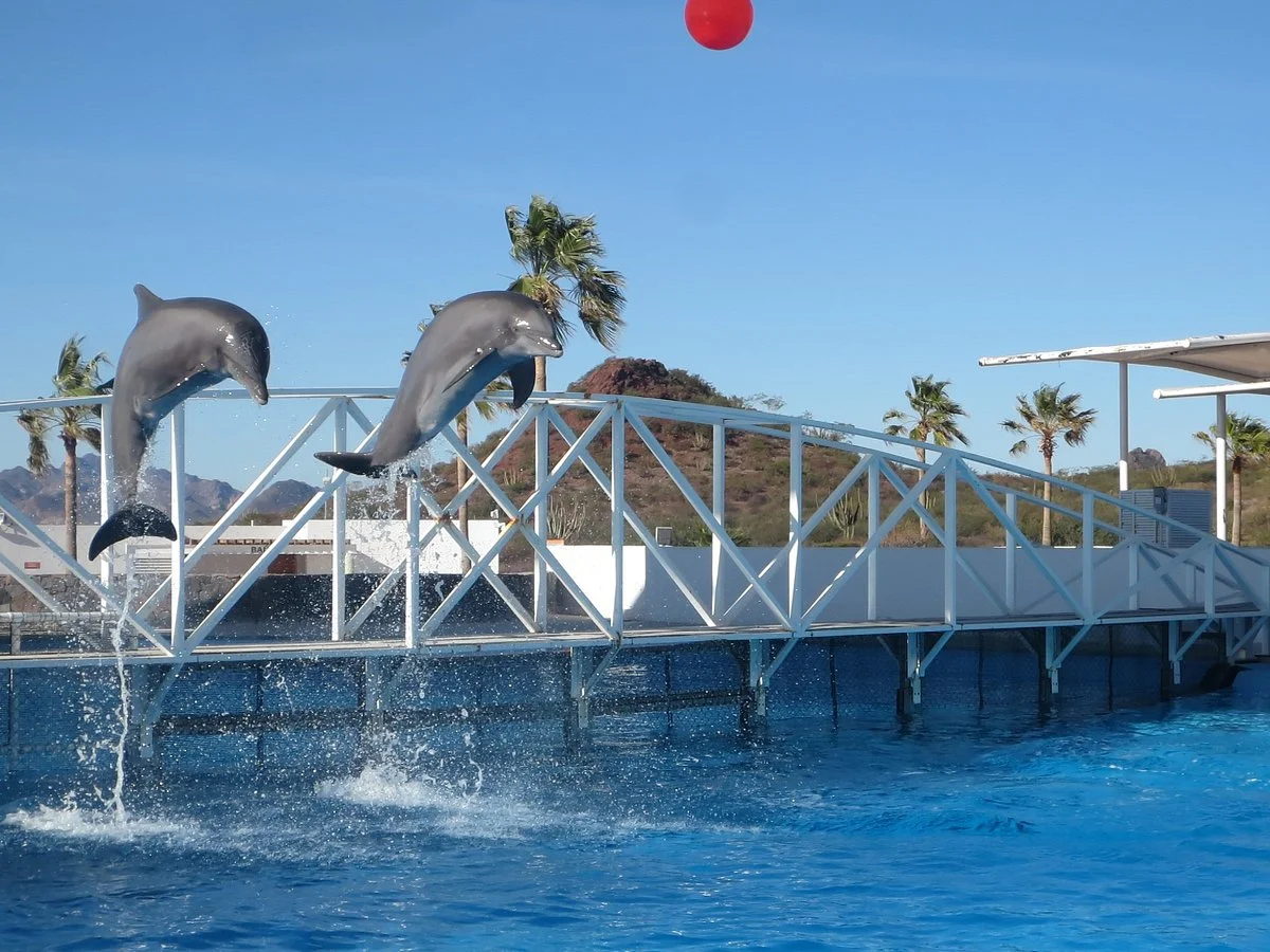 Delfinario Sonora