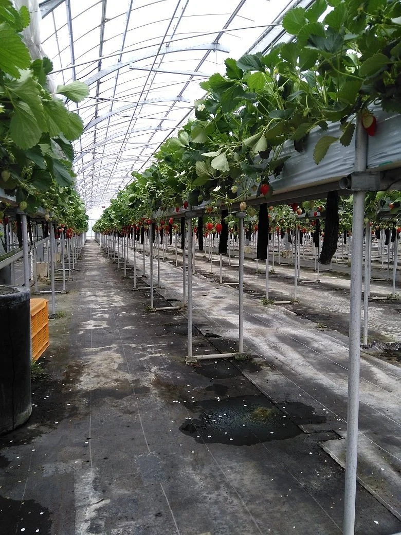 Izumikogawa Strawberry Farm