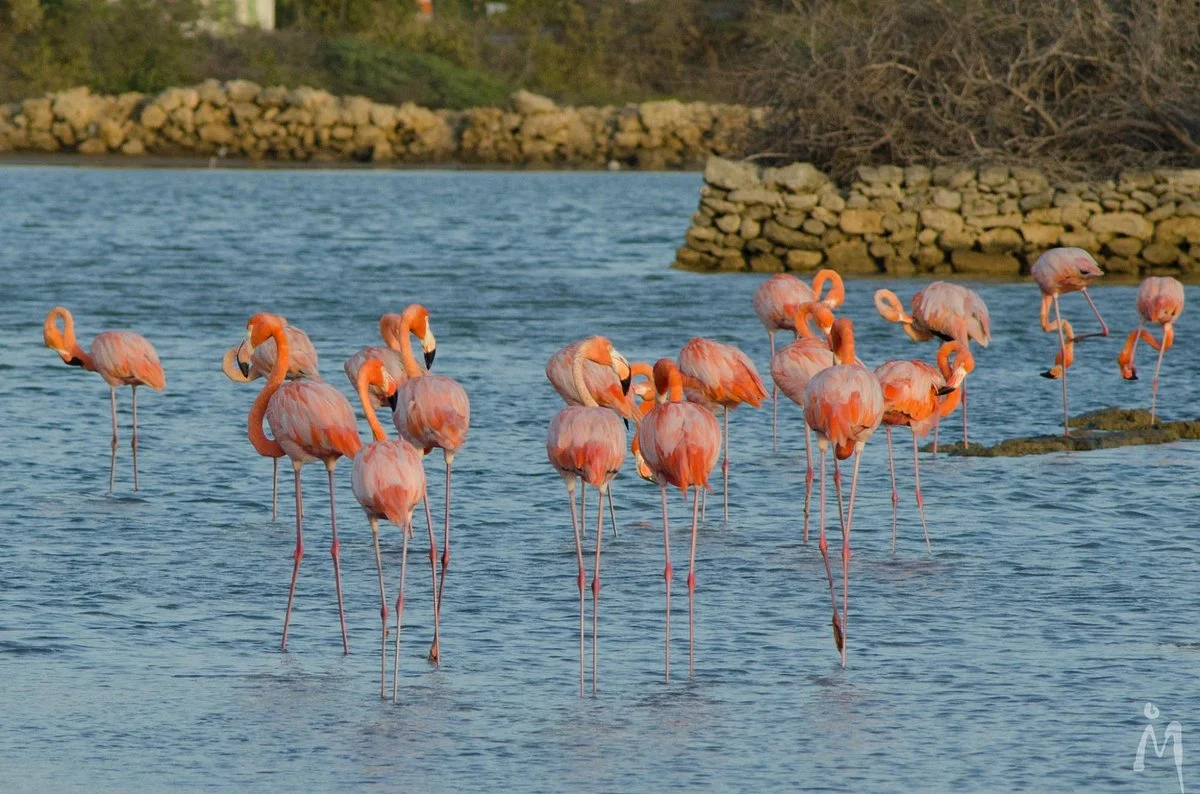 Flamingo Sanctuary Sint Willibrordus