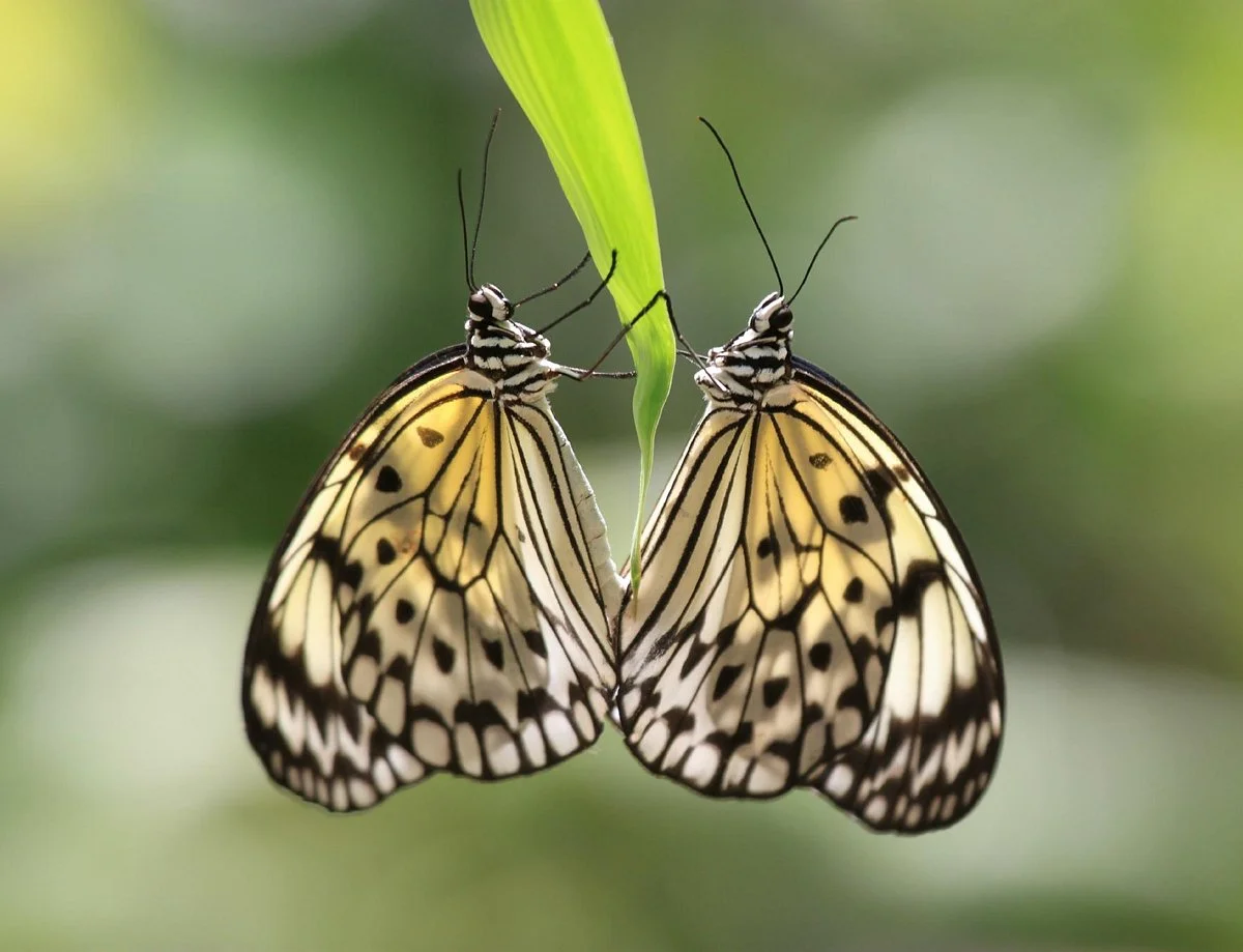 Davao Butterfly House