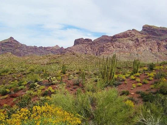 Organ Pipe Cactus National Monument