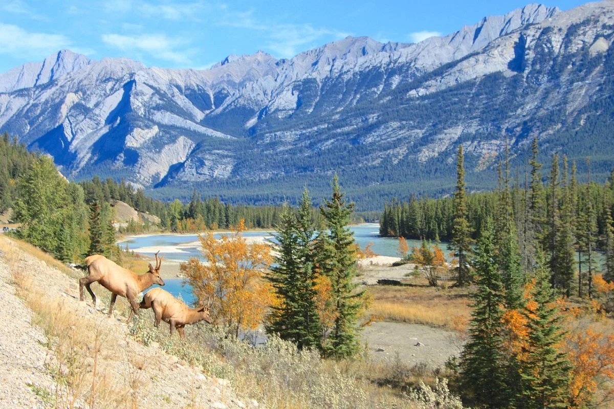 Athabasca River