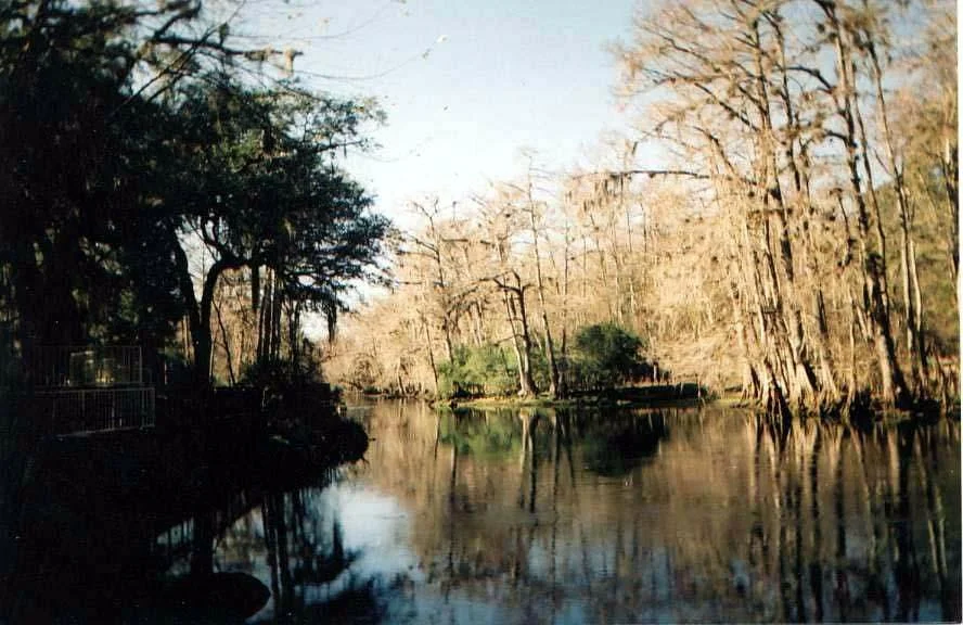 Manatee Springs
