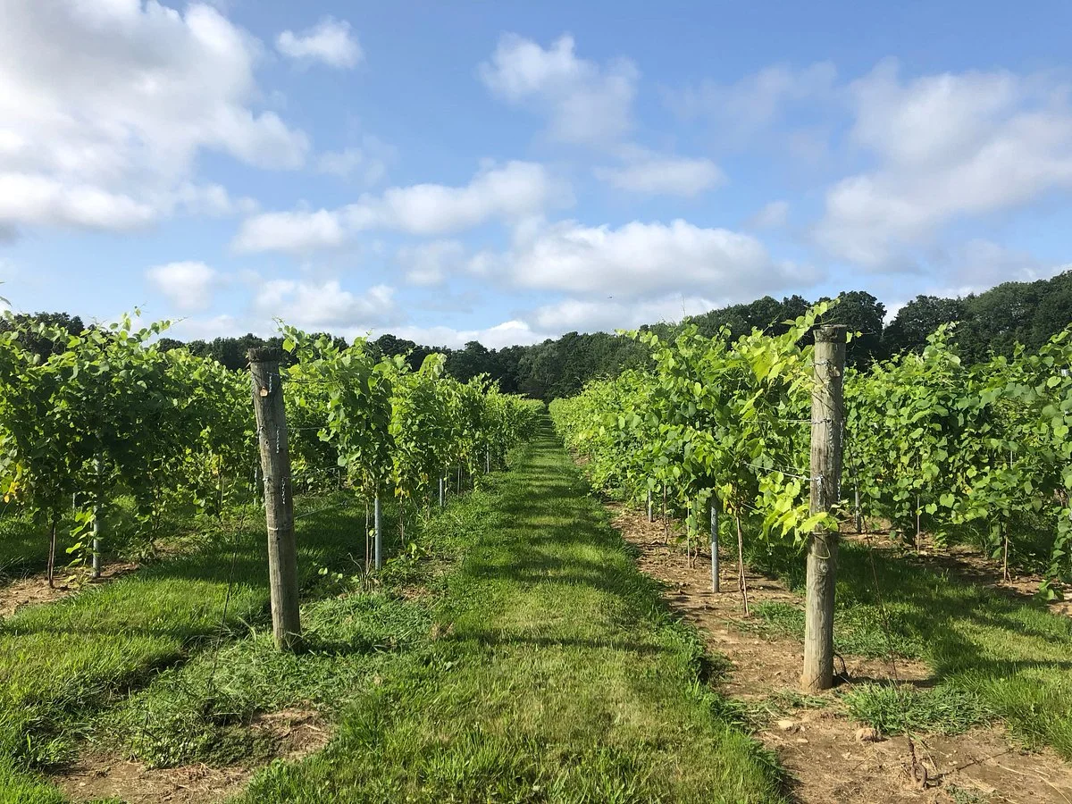 Chamard Vineyards