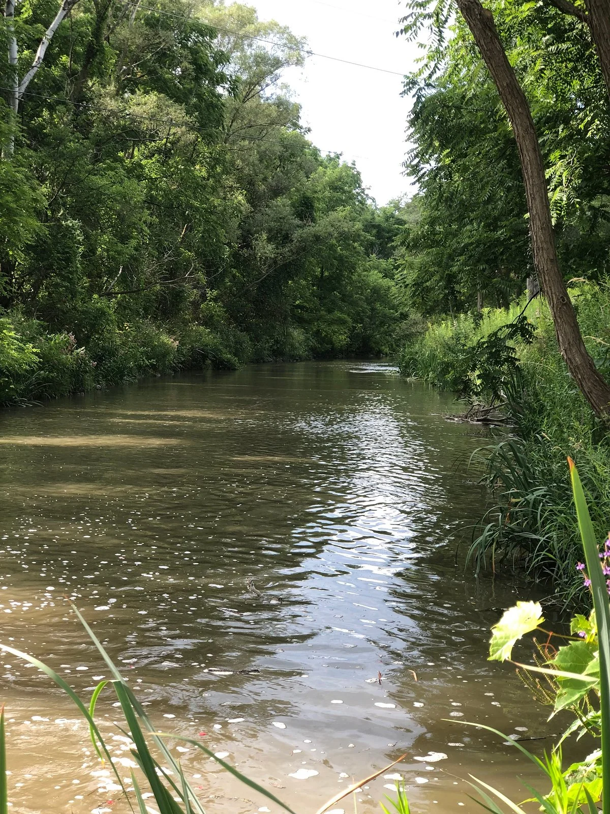 Tom Taylor Trail
