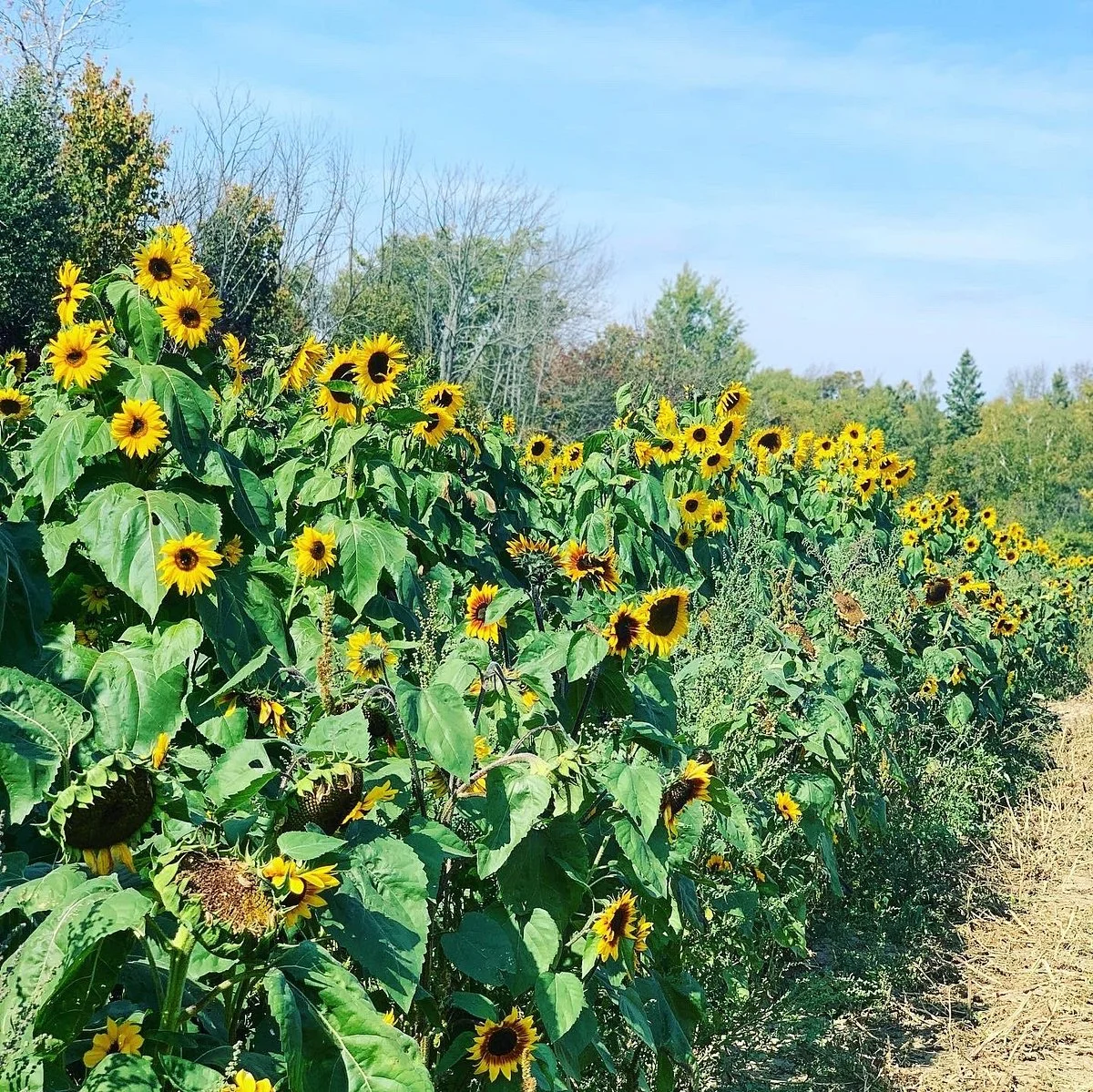 Forsythe Family Farms