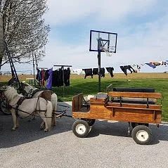 Li'l Country Store and Miniature Horse Farm