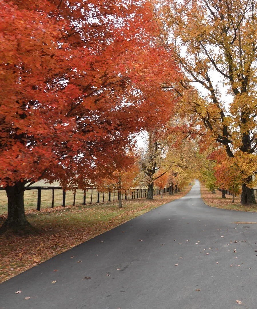 Claiborne Farm