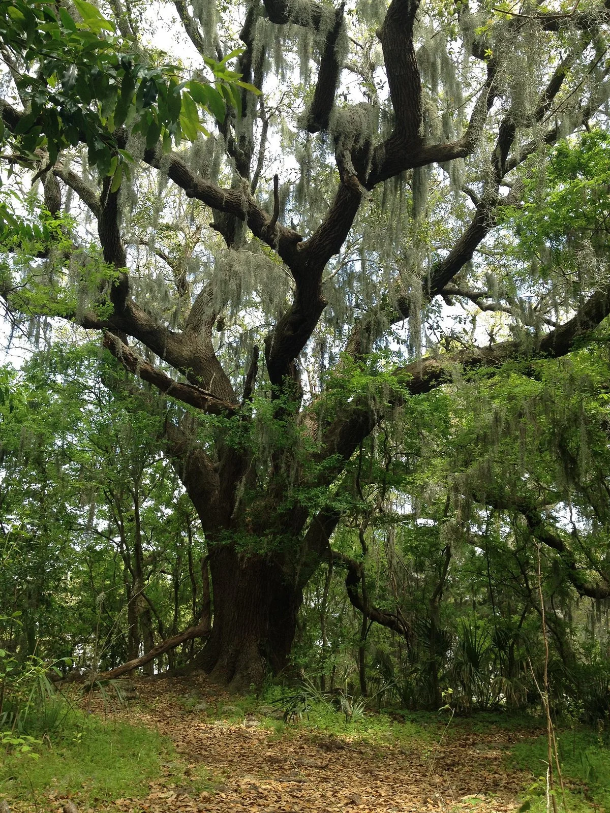 Indian Shell Mound Park