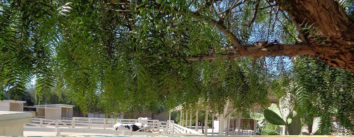 Leonis Adobe Museum