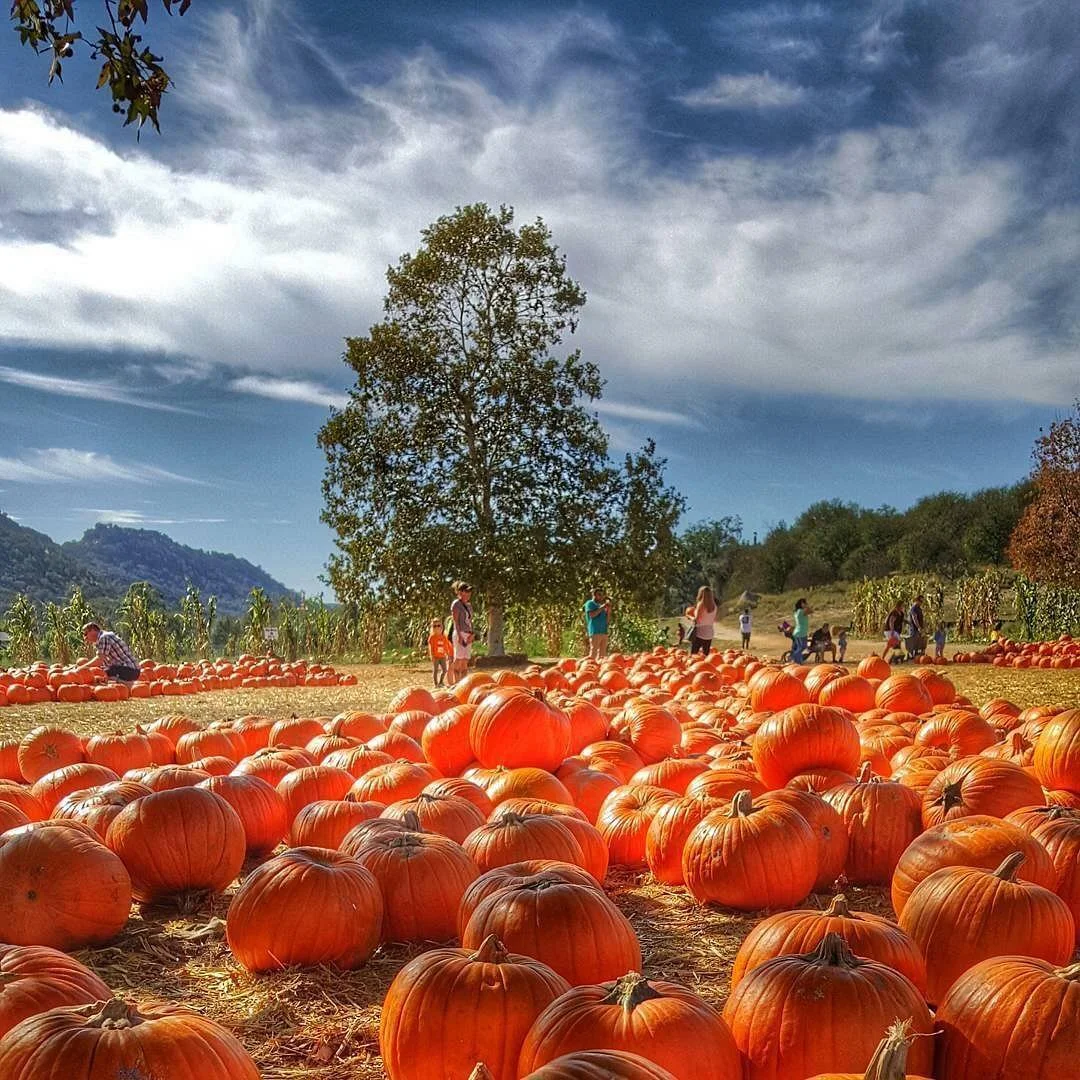 Bates Nut Farm