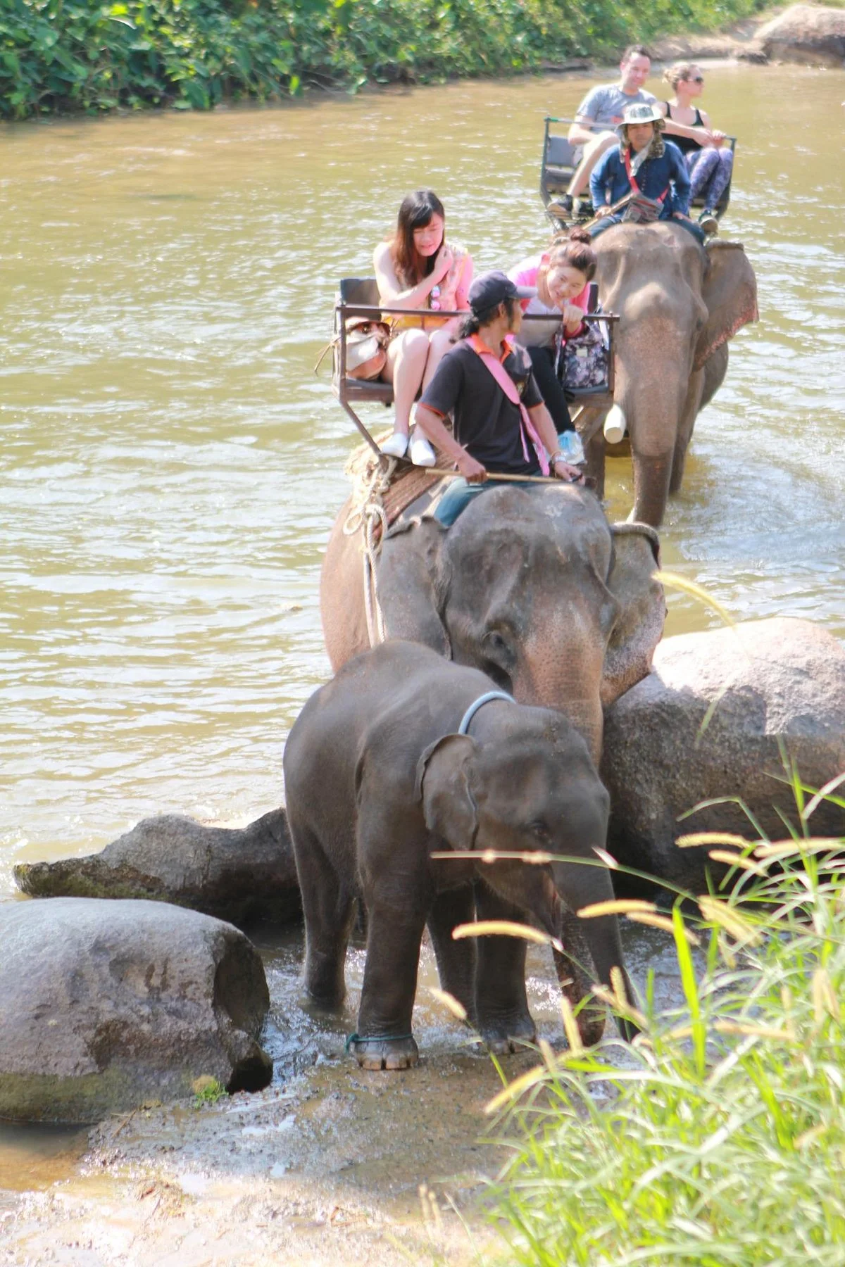 Maetang Elephant Park