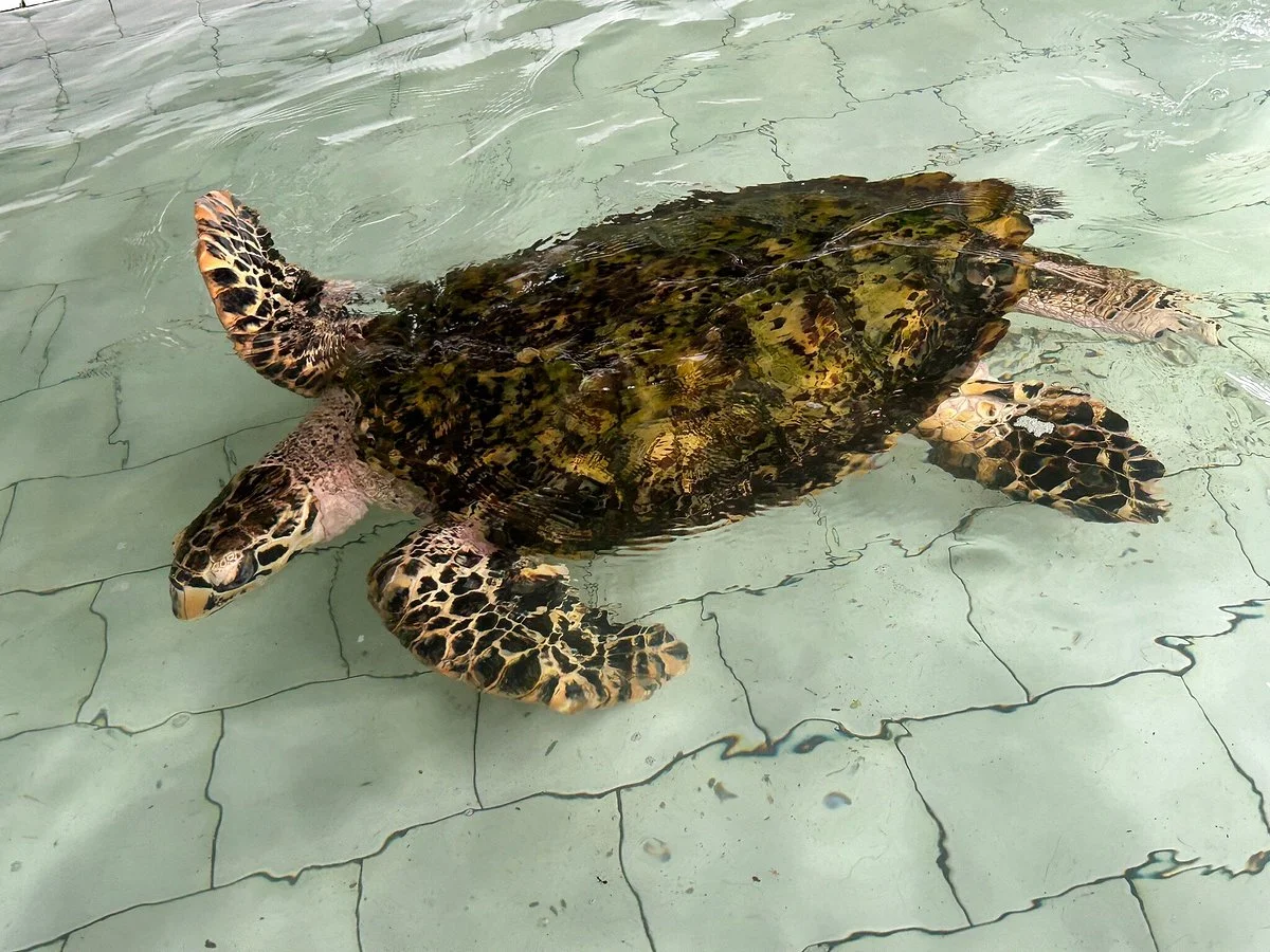 The Turtle Project