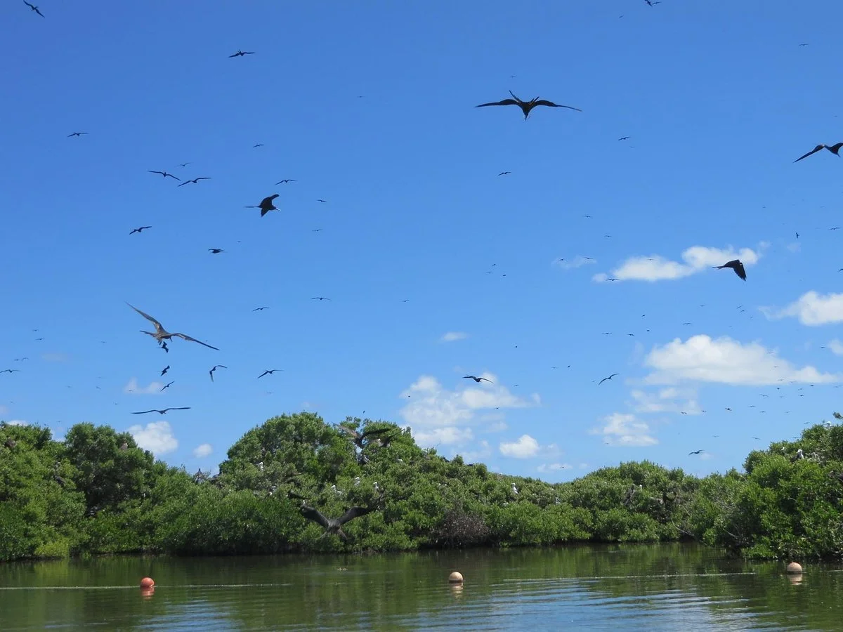 Frigate Bird Sanctuary
