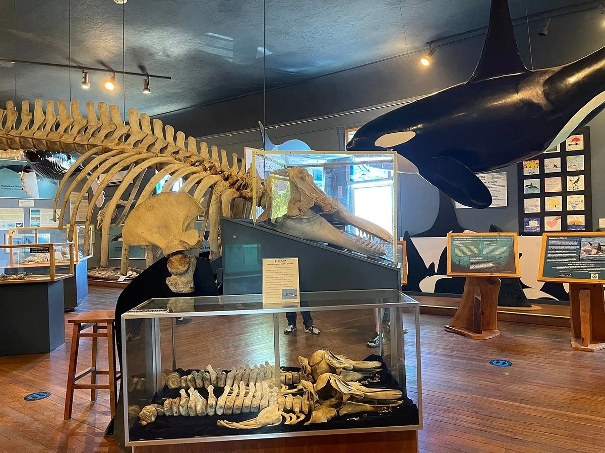The Whale Museum