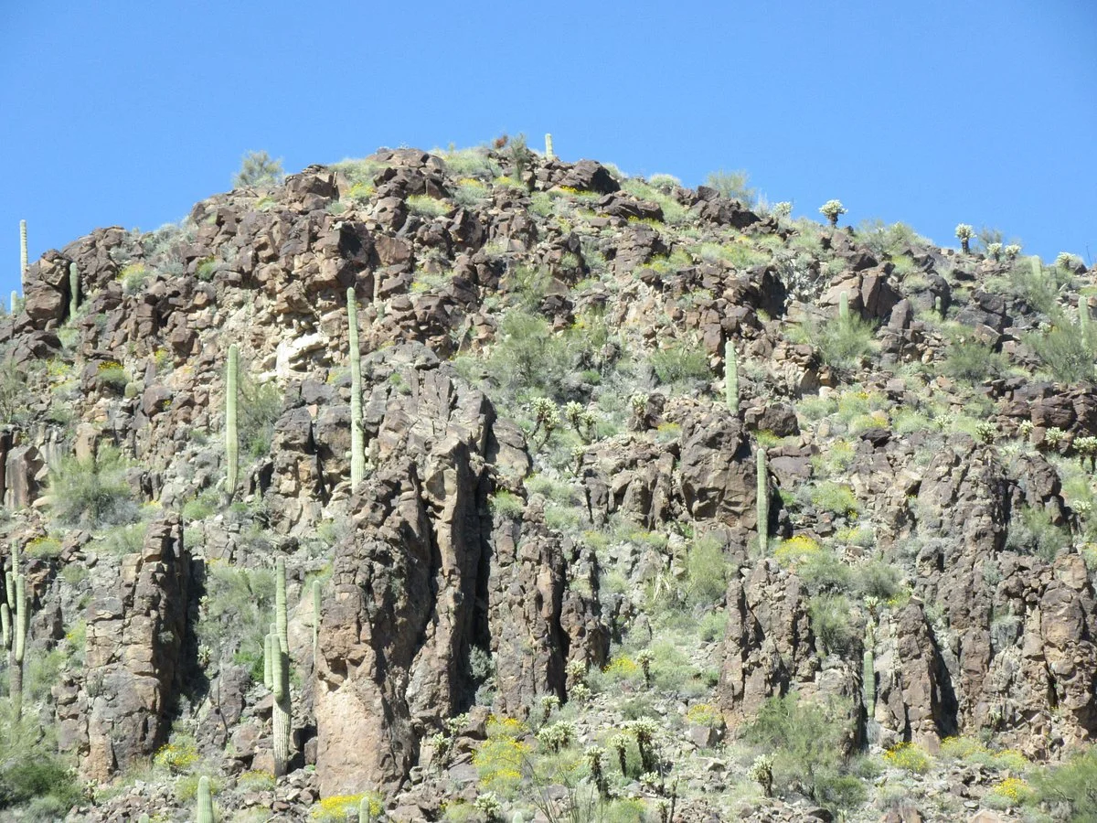 Joshua Forest Scenic Road