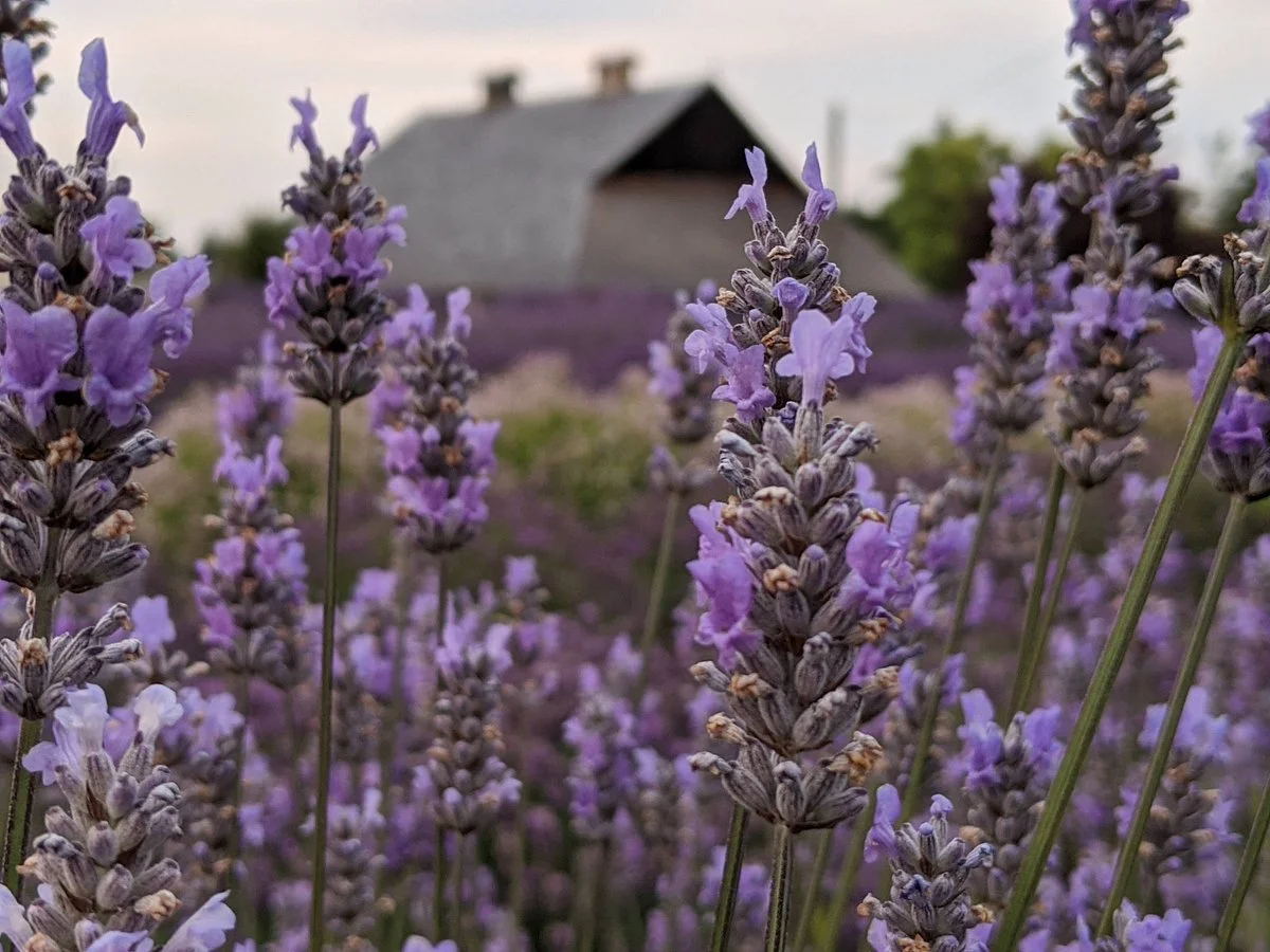 The Lavender Connection