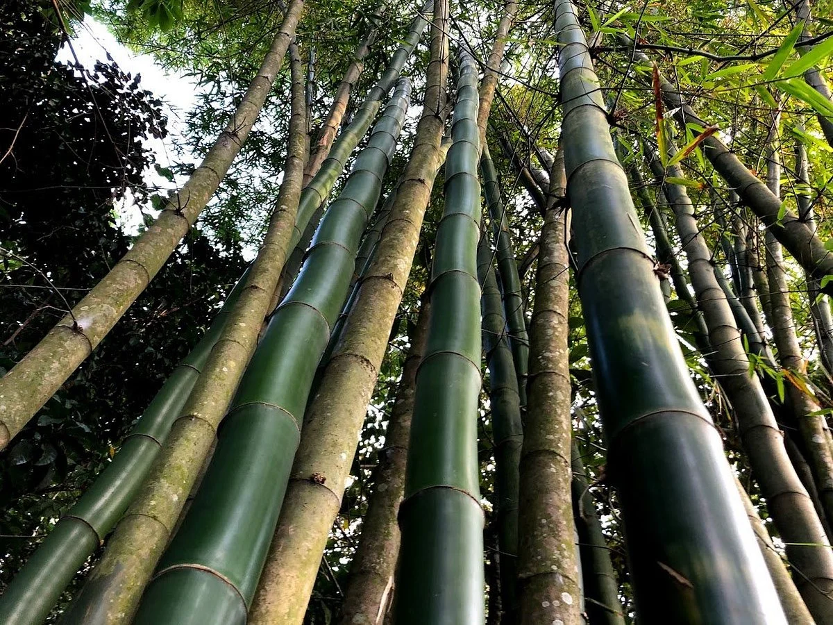 Jardin Botanico de Viñales