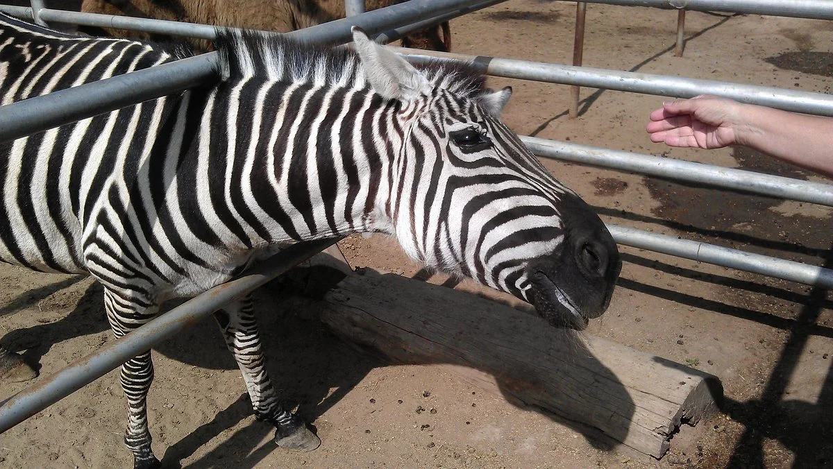 Montebello Barnyard Zoo