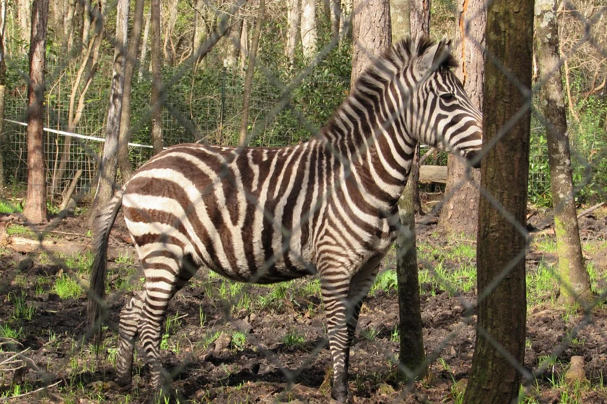 Lynwood Park Zoo