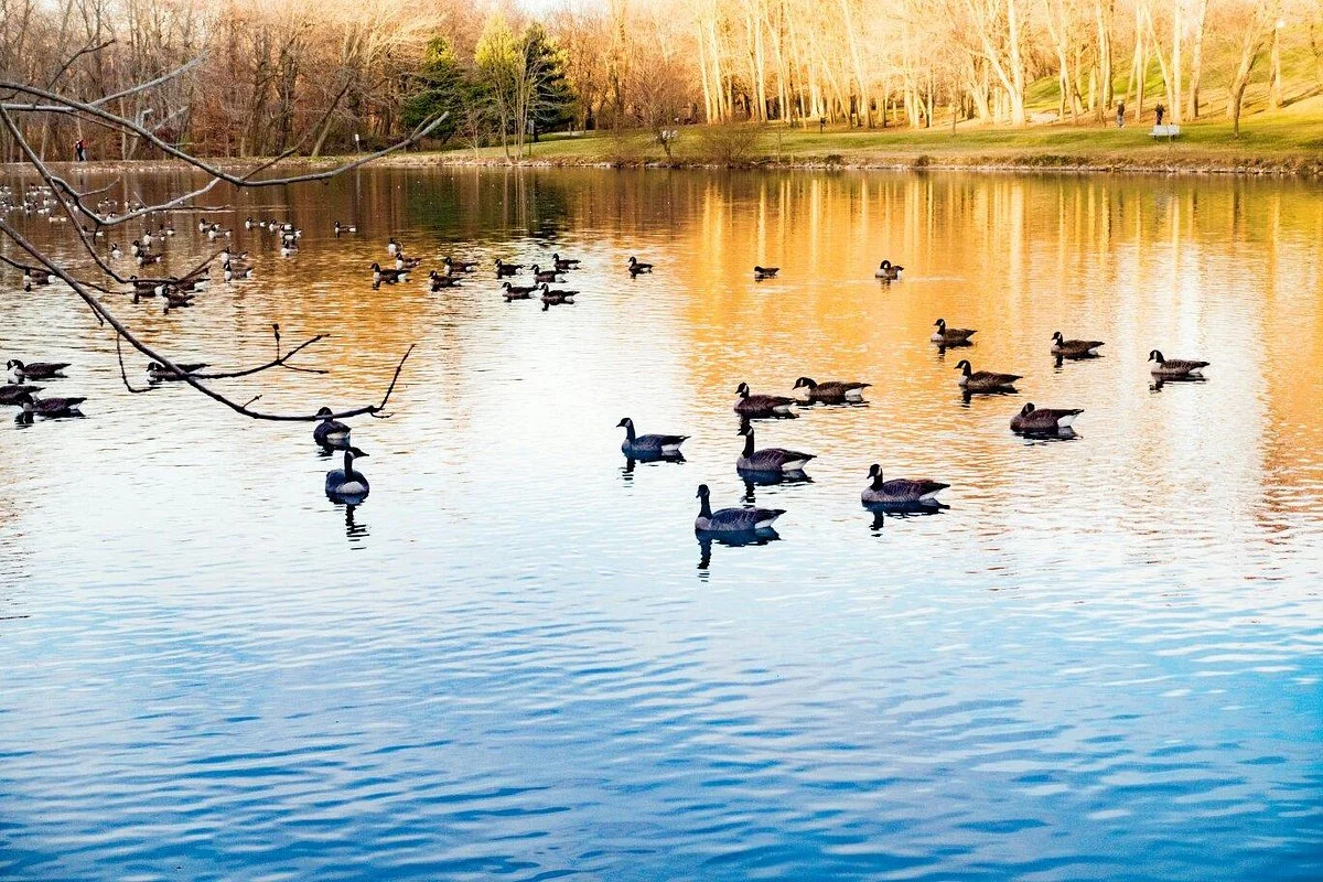 Anson B. Nixon Park